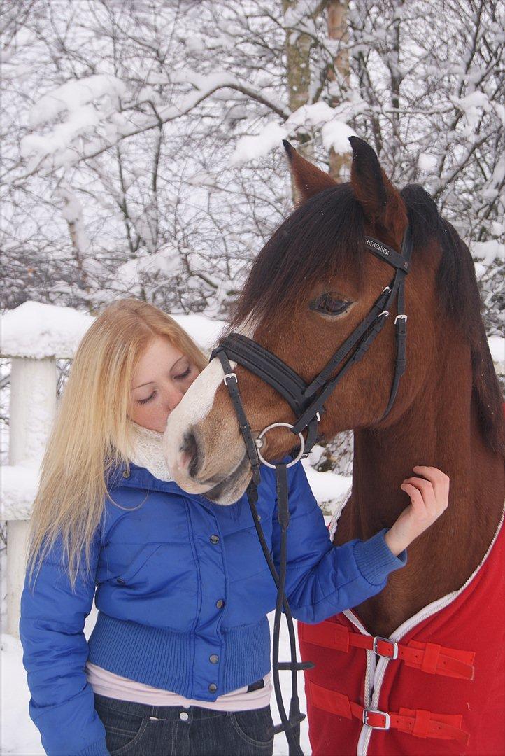 Welsh Cob (sec D) Fjordglimt Mr. Kennedy  - Kennedy!!!! vil savne dig helt ufatteligt min dejlige dreng! billede 20