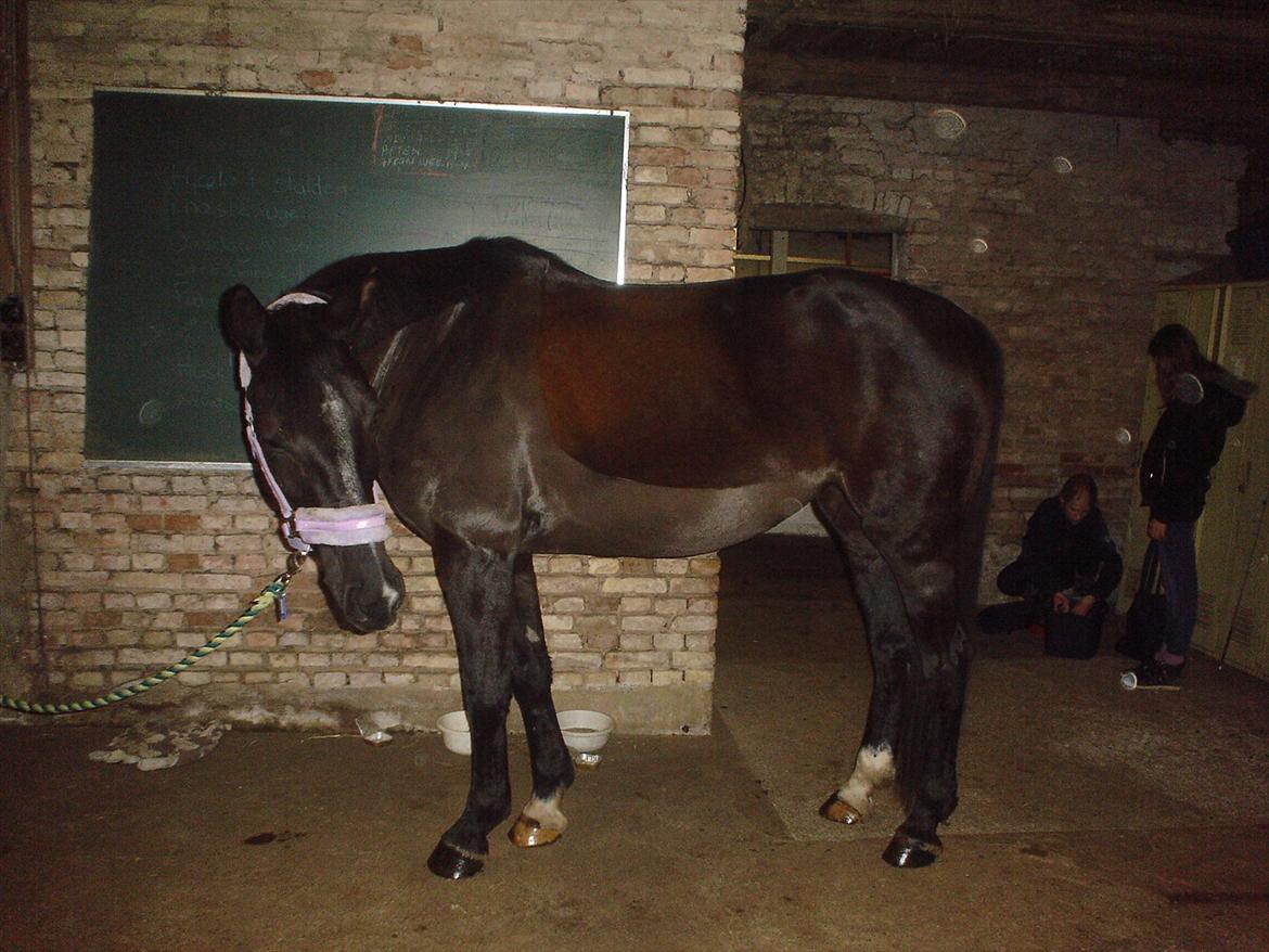 Dansk Varmblod Chanel - The neller mus <3 - Halløj alle mennesker :) billede 7