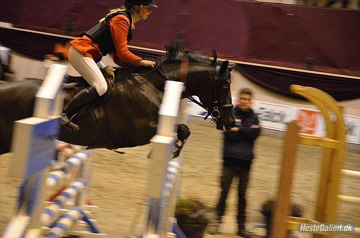 Welsh Cob (sec D) Fronerthig Inca B-pony SOLGT til Norge :'( - Vores sidste stævne sammen :-)

På borgen November 2011  billede 10