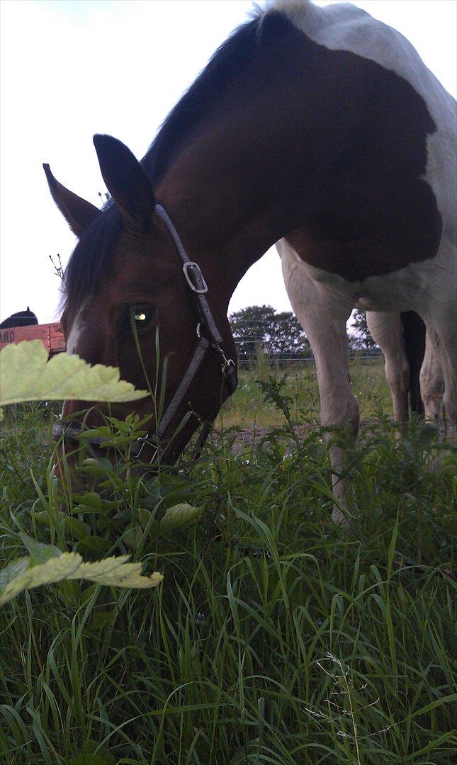 Pinto Primadonna billede 2