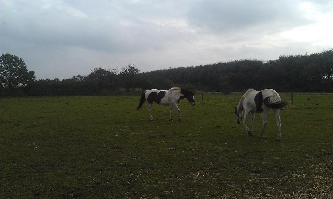 Pinto Primadonna billede 7