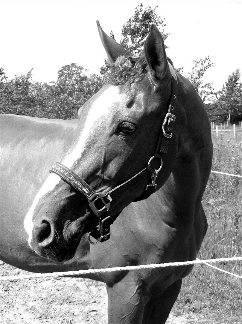 Fuldblod (XX) Cadence billede 1