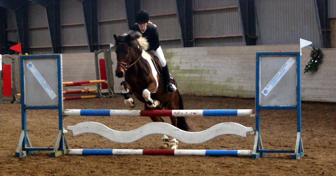 Anden særlig race *Vedhaugegårds High Five* SOLGT - Elvis til sit første stævne, søde lille pony!! <3 billede 18