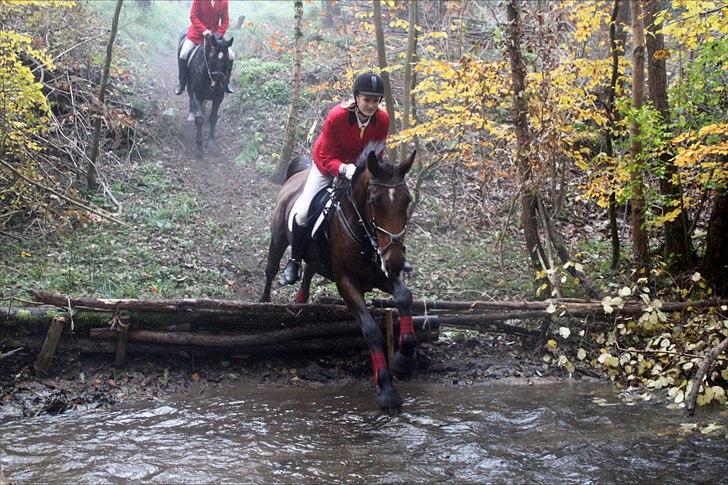 Holstener Møldams Columbus - og så skulle vi da også lige en tur i vandet :) hubertusjagt 2011 :) foto - Louise Jacobsen. billede 16