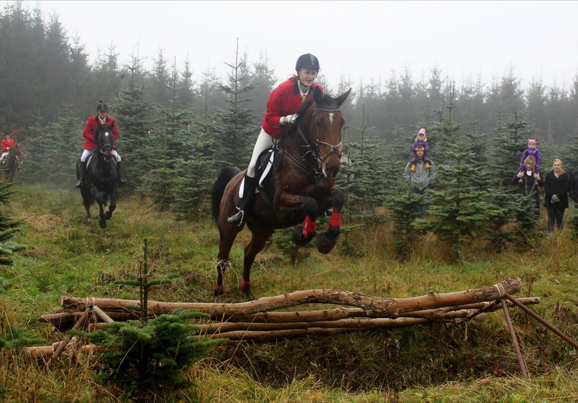 Holstener Møldams Columbus - Grøft på Hubertusjagt i Langesøskoven 29. oktober 2011 :) foto - Louise Jacobsen.  billede 14