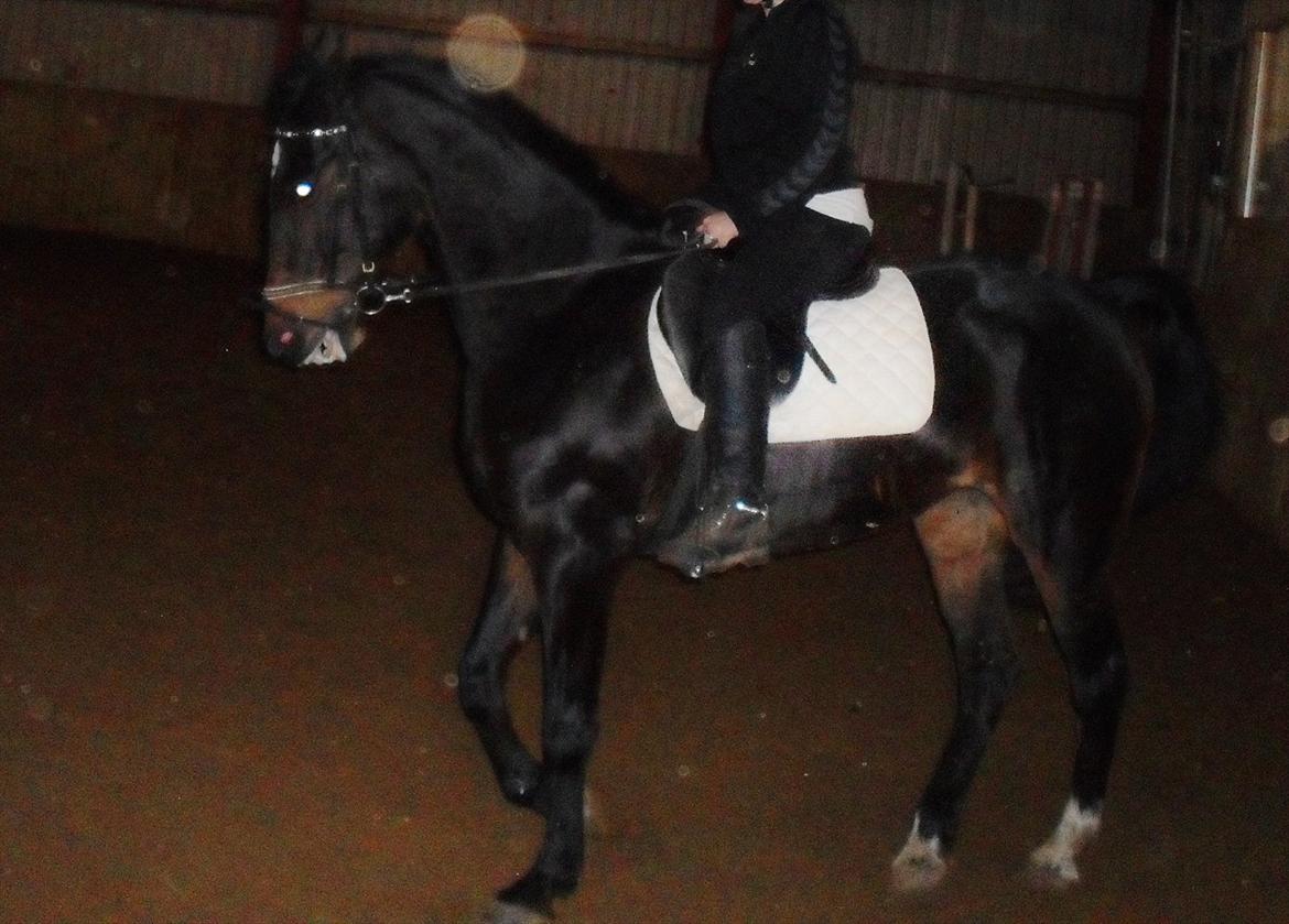 Traver Bella Donna billede 17