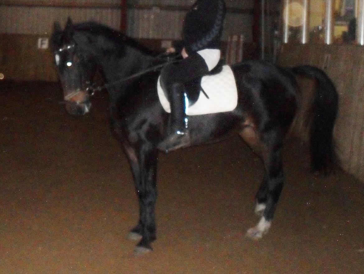 Traver Bella Donna billede 18