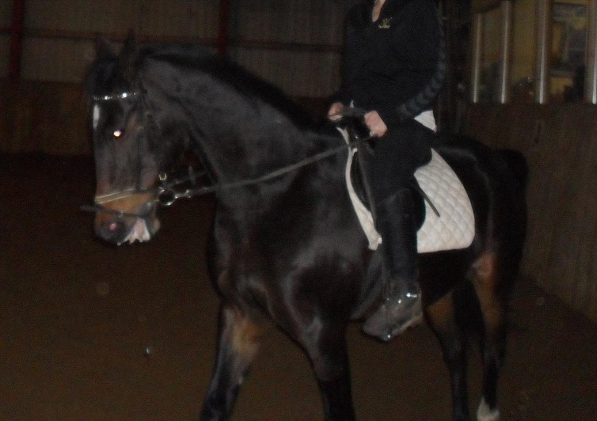 Traver Bella Donna billede 19