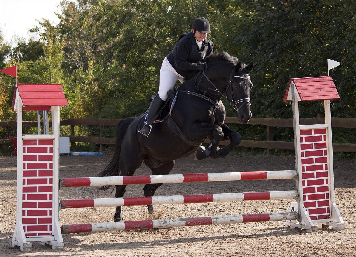 Anden særlig race Charmeur billede 13