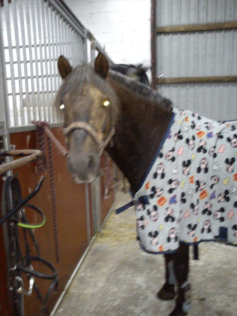 Anden særlig race Laban  - Har du mad??o_o billede 14