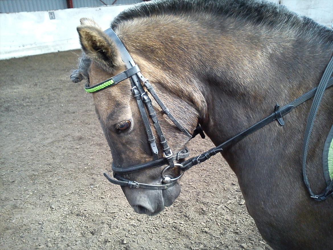 Anden særlig race Laban  - Han er bare blevet så dygtig til det der dressur :')<3 billede 16