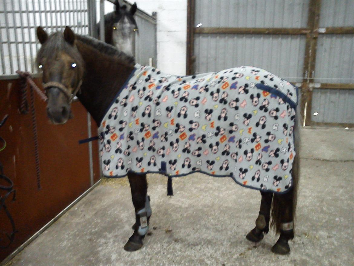 Anden særlig race Laban  - Pony med Willows Mickey Mouse tæppe<3 så sød!! billede 17