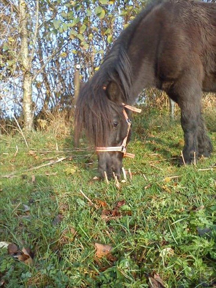 Dartmoor Lullu billede 11