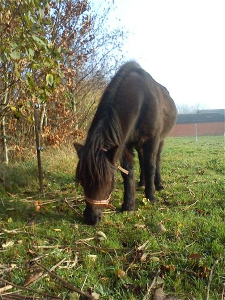 Dartmoor Lullu billede 12