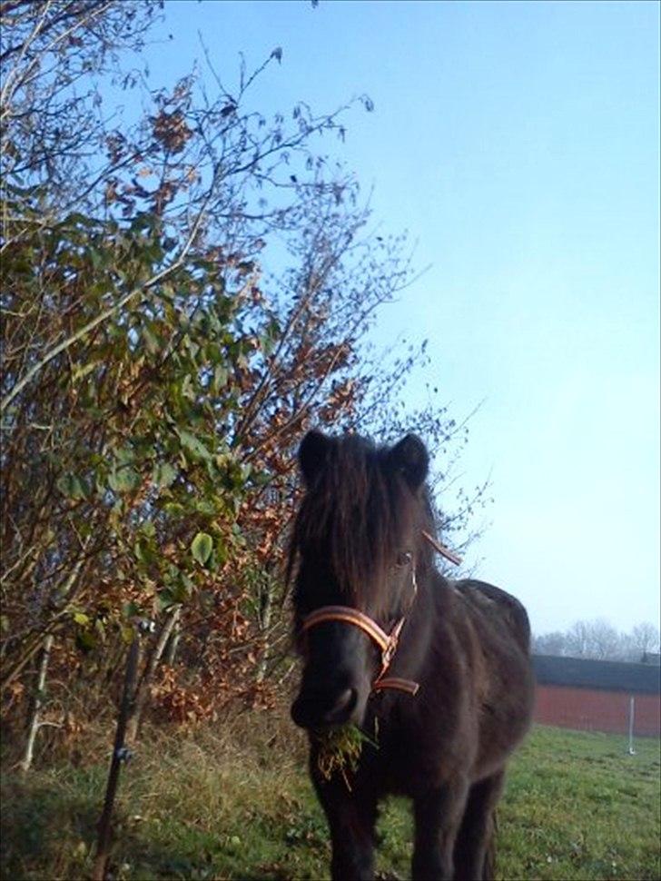 Dartmoor Lullu billede 13