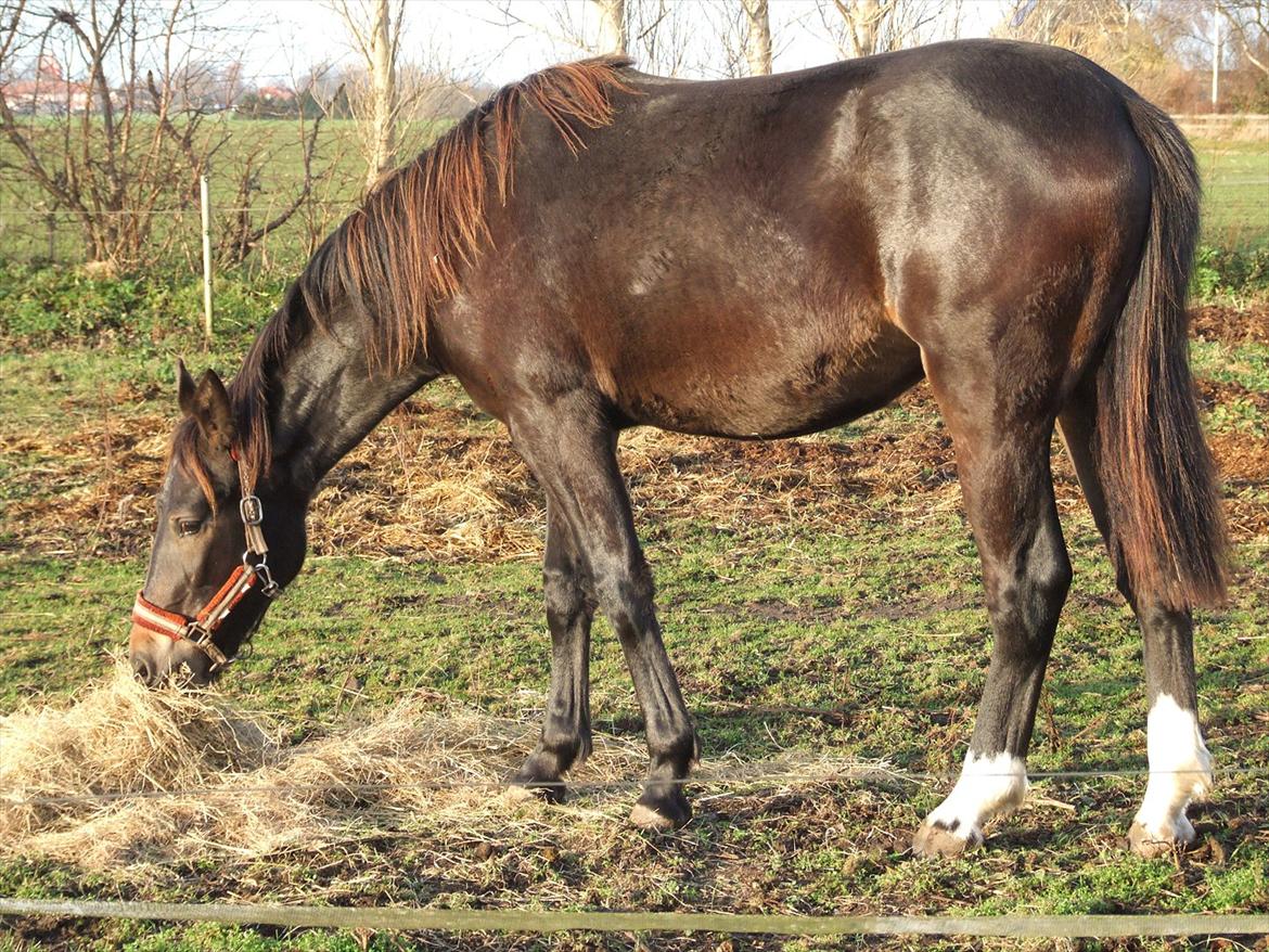 Oldenborg Bøgelinds gunilla billede 4