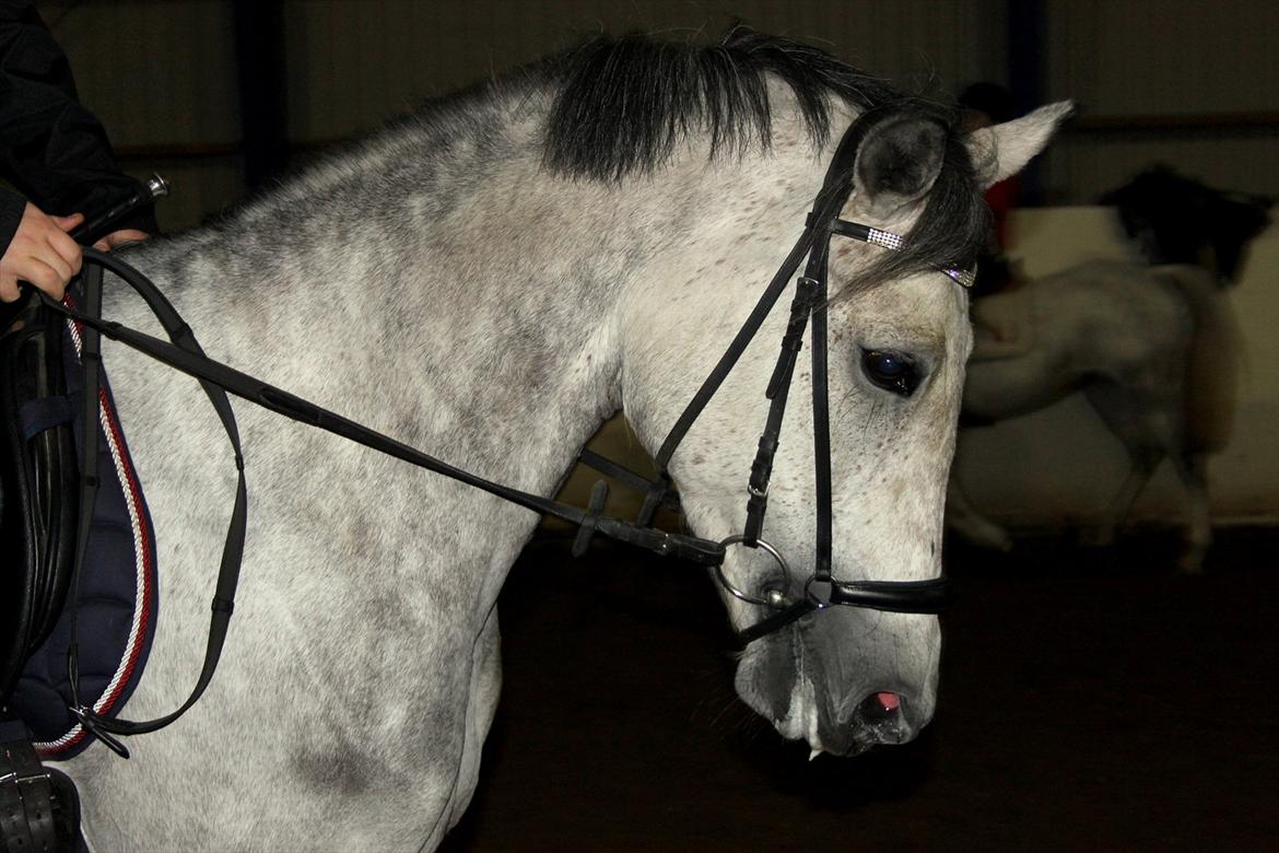 Anden særlig race Fanta SOLGT! billede 11