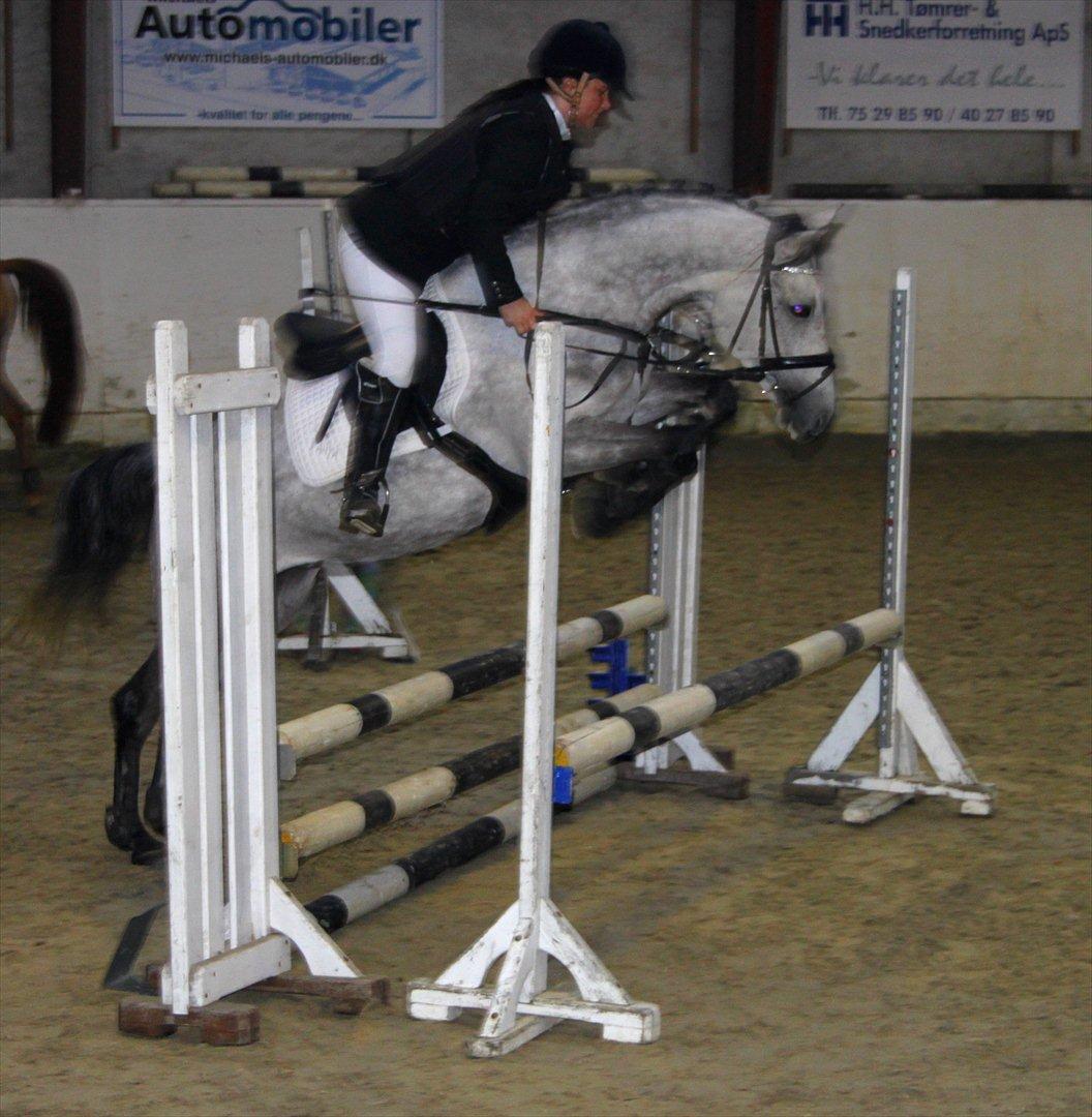 Anden særlig race Fanta SOLGT! - stævne i varde billede 1