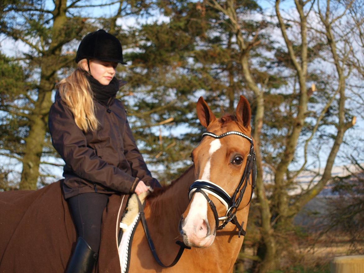 Tysk Sportspony Magic`s red diamond de luxe billede 1