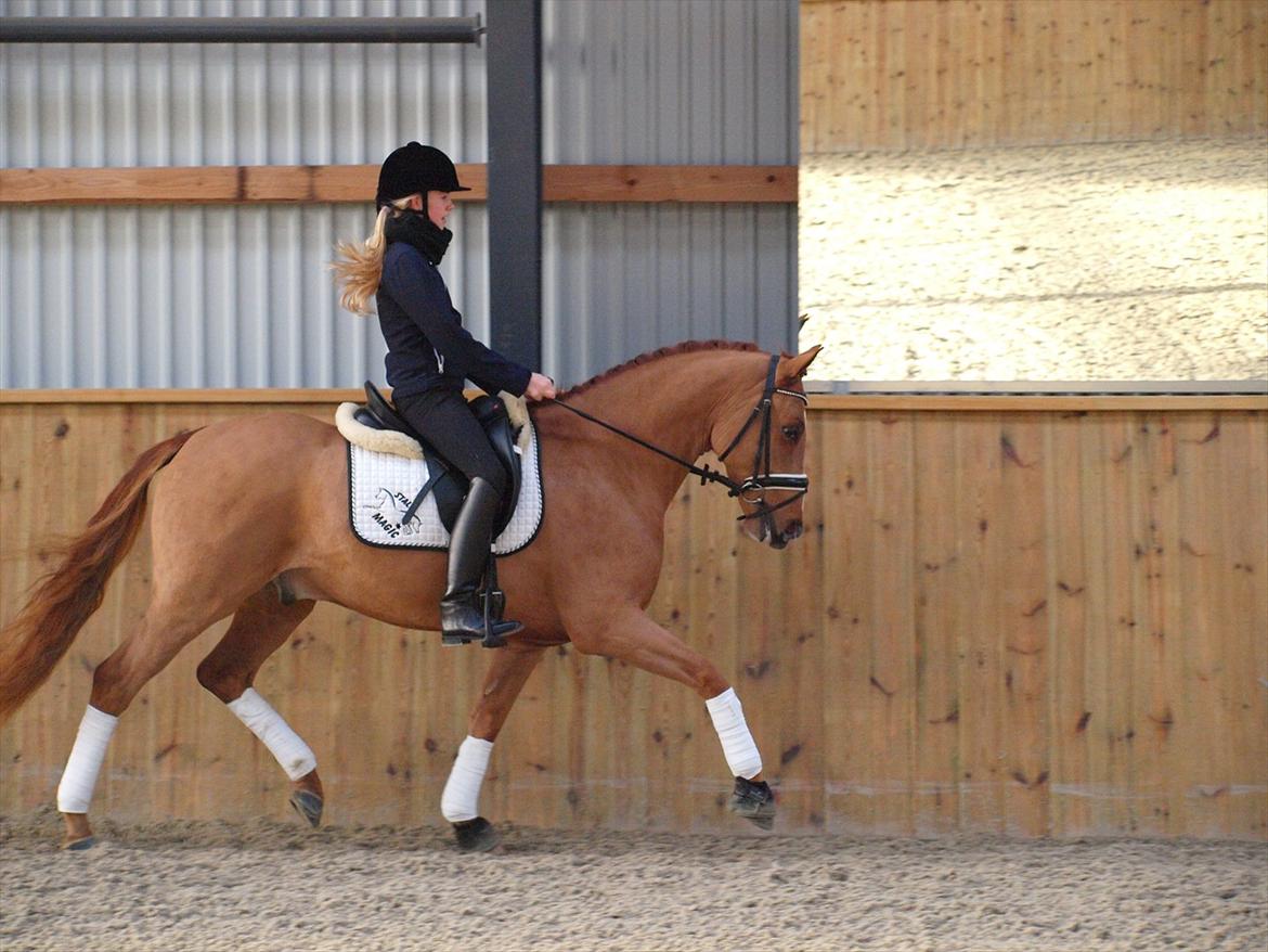 Tysk Sportspony Magic`s red diamond de luxe - Da vi var ude og prøve ham for første gang <3 ! :D  billede 2