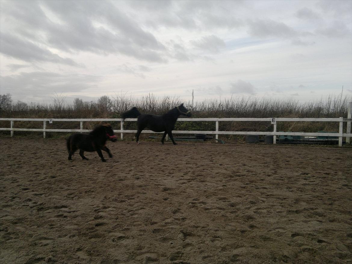 Shetlænder MIST *himmelhest* billede 11