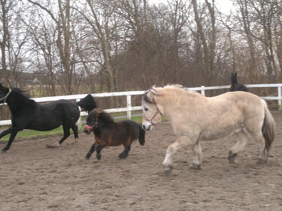 Shetlænder MIST *himmelhest* billede 12