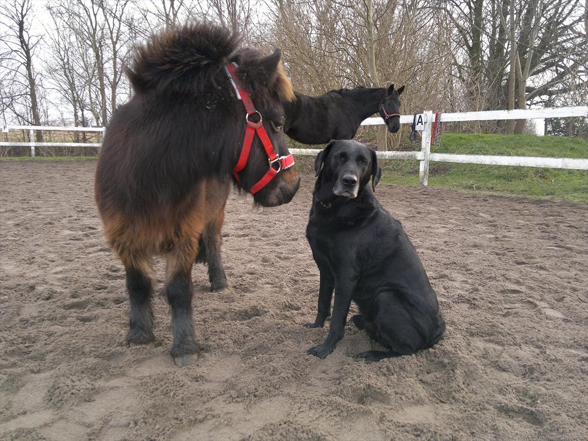 Shetlænder MIST *himmelhest* billede 13