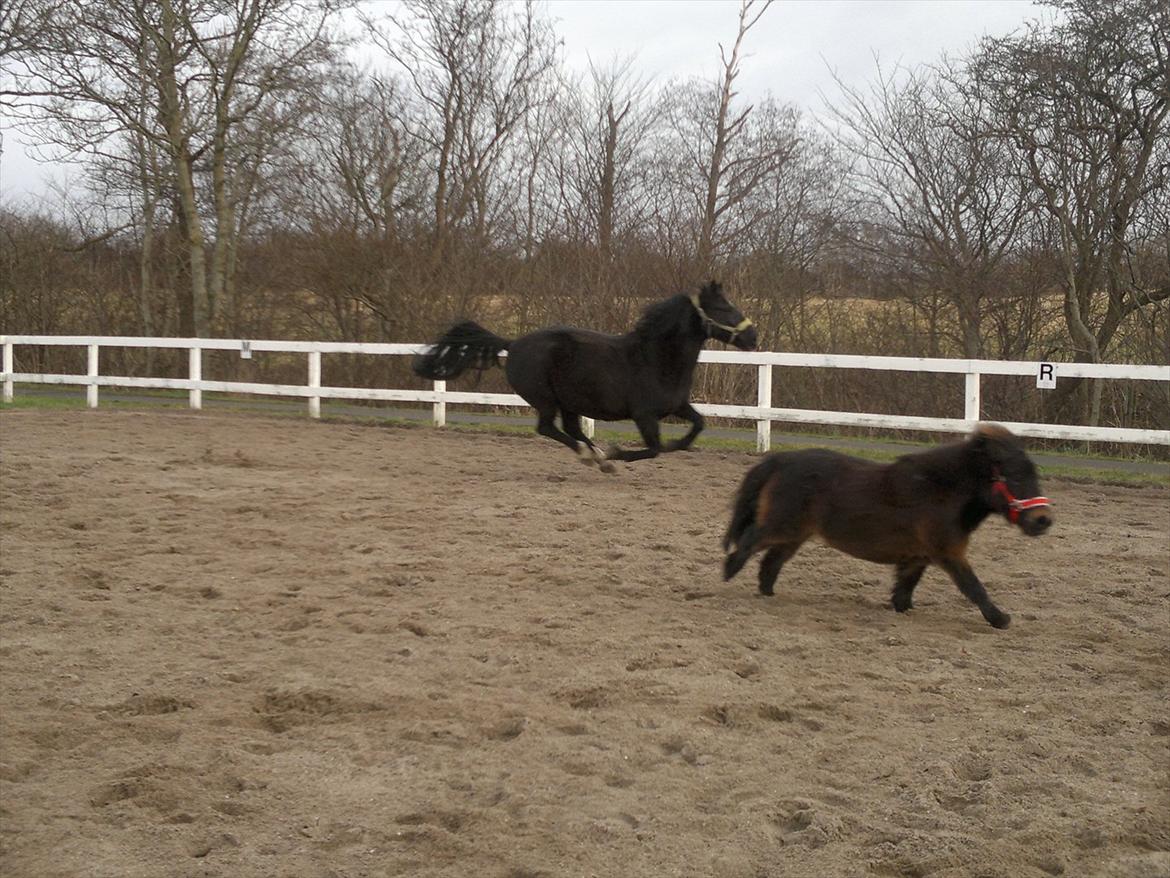 Shetlænder MIST *himmelhest* billede 14