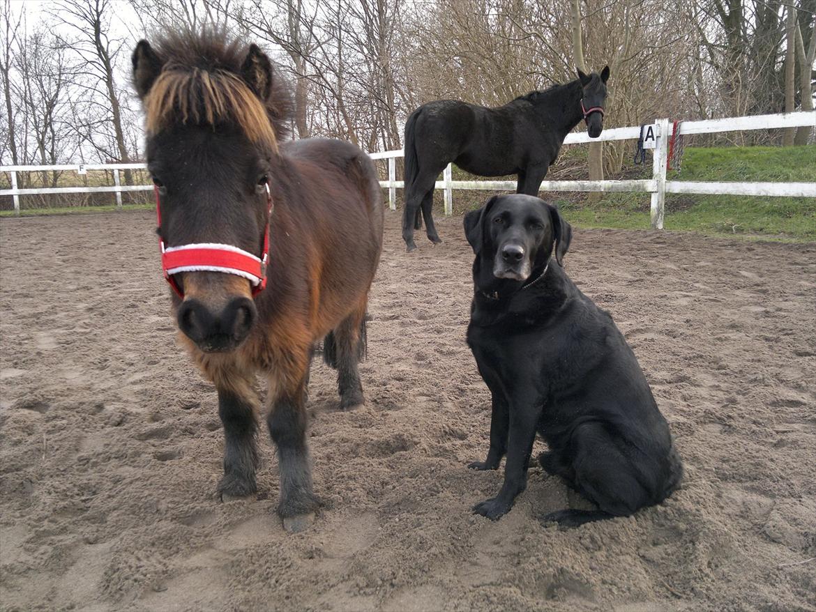 Shetlænder MIST *himmelhest* billede 15