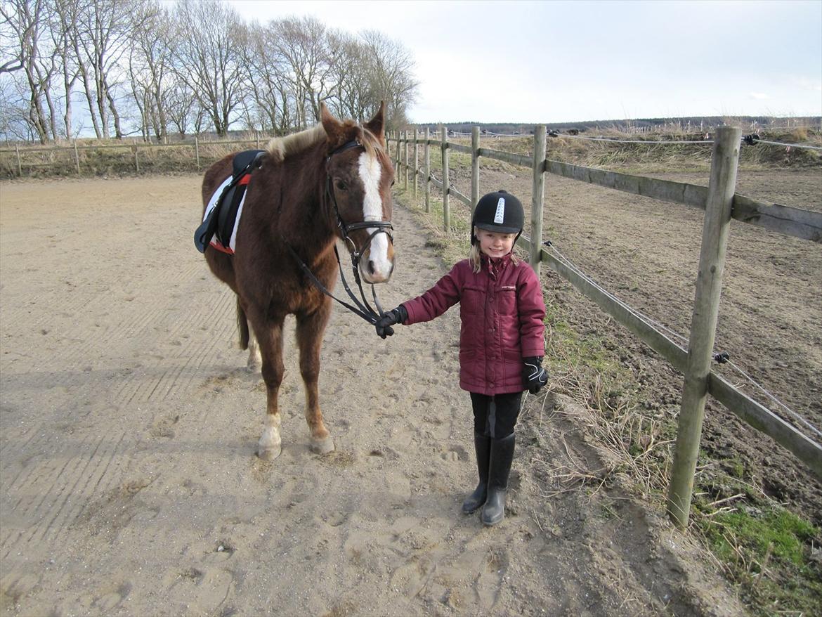 Anden særlig race Lucky SOLGT - Tea har lige redet på Lucky og det gik godt. billede 6