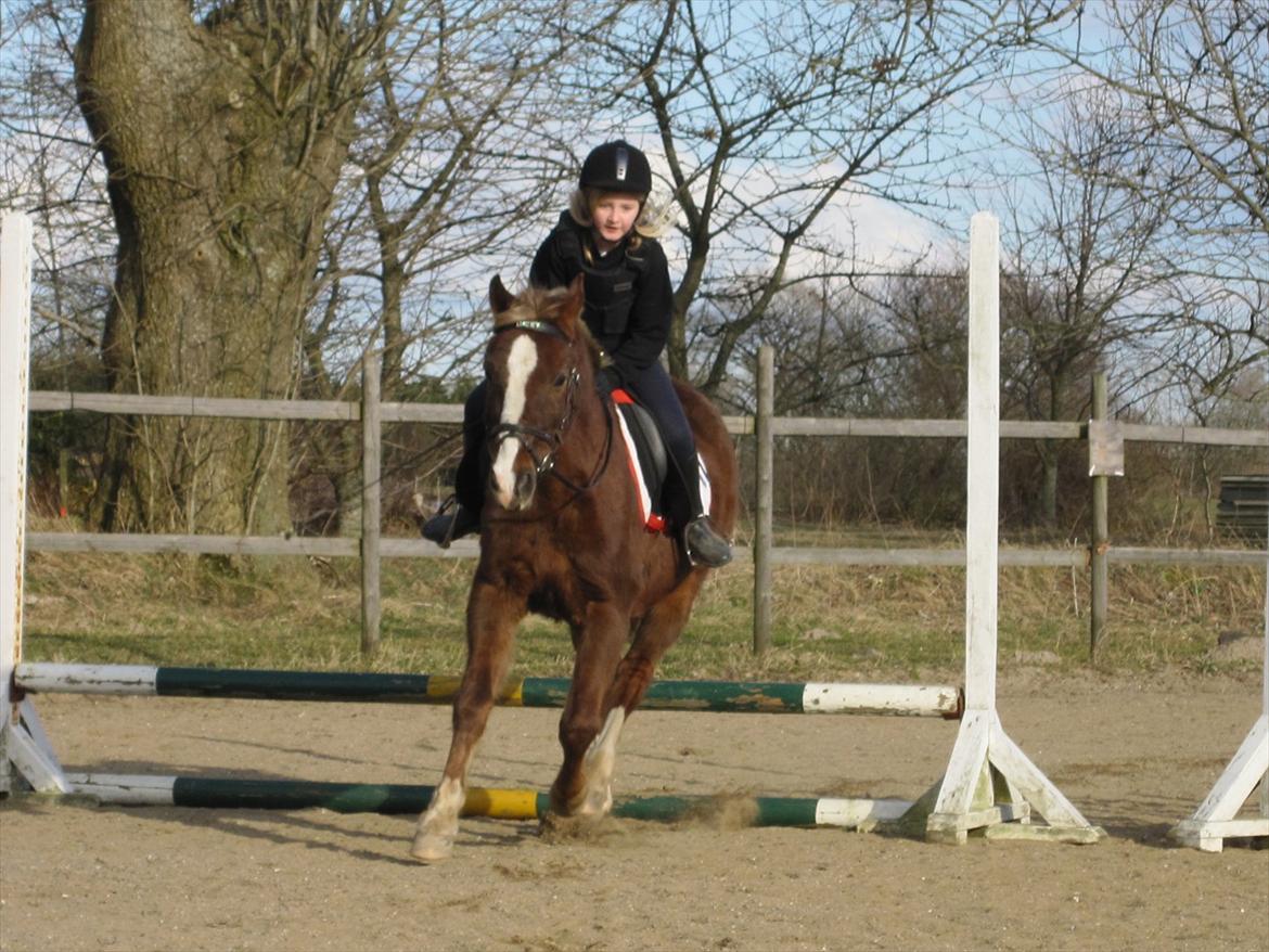 Anden særlig race Lucky SOLGT - Lucky springer godt idag. billede 7