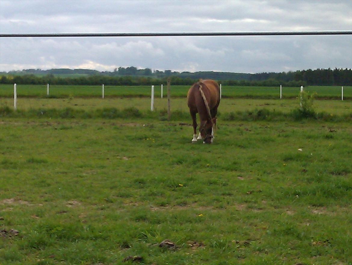 Anden særlig race Lucky SOLGT - Lucky er på fold. billede 5