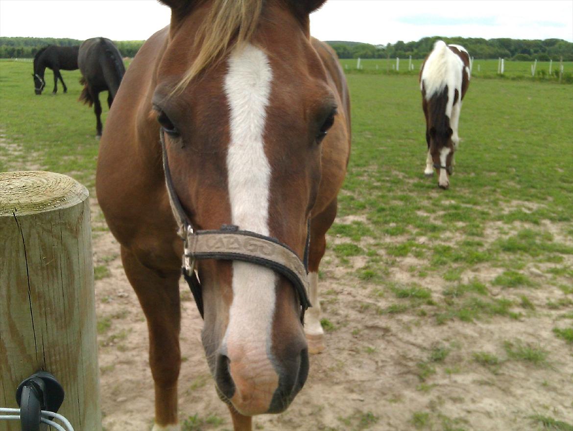 Anden særlig race Lucky SOLGT - Lucky er glad. billede 1