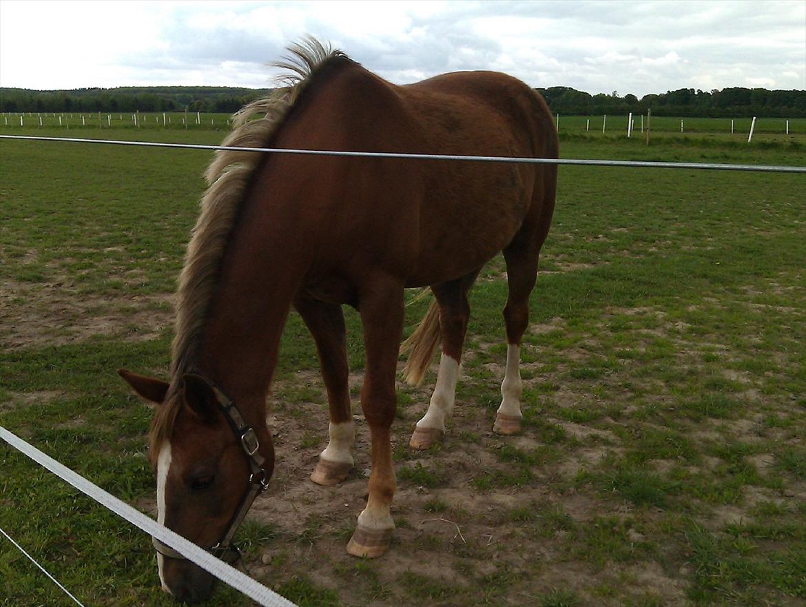 Anden særlig race Lucky SOLGT billede 4