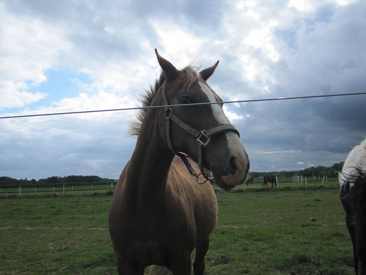 Anden særlig race Lucky SOLGT billede 2