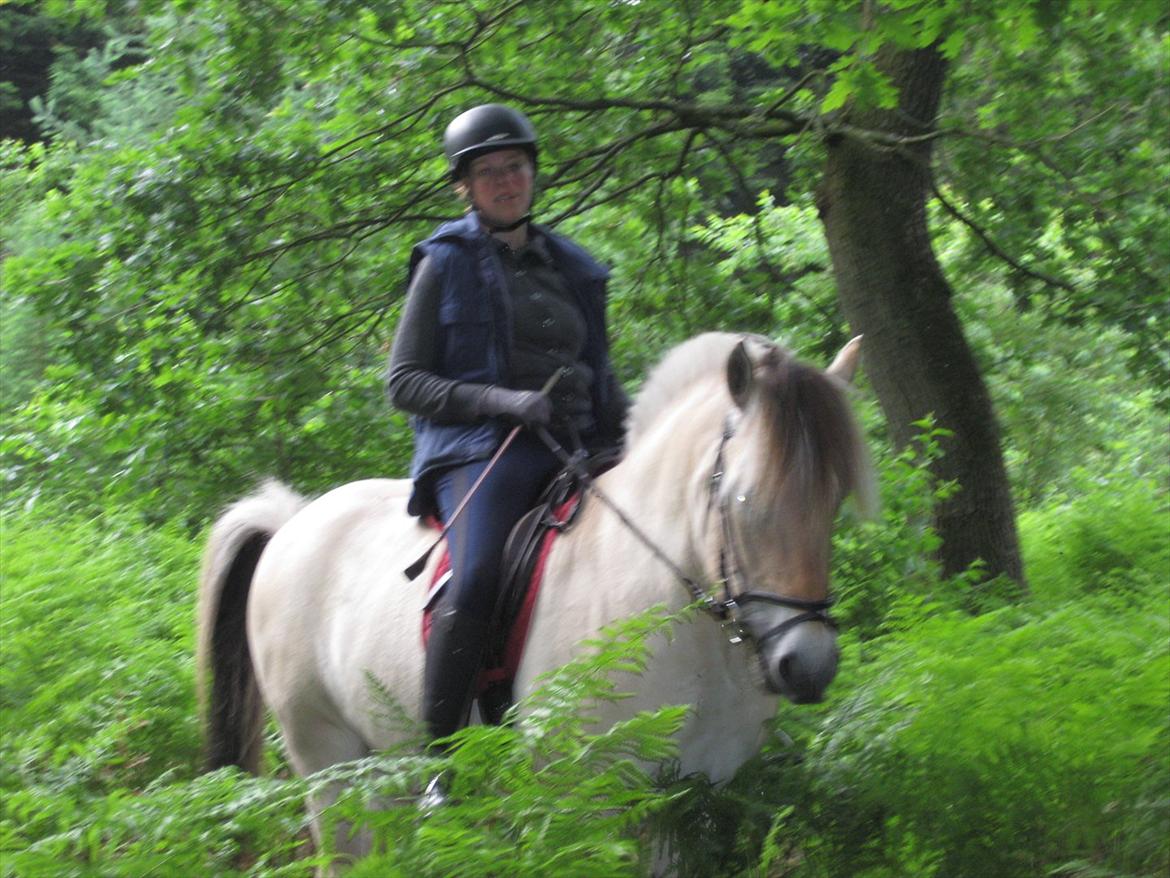 Fjordhest Lukas Damgård billede 5