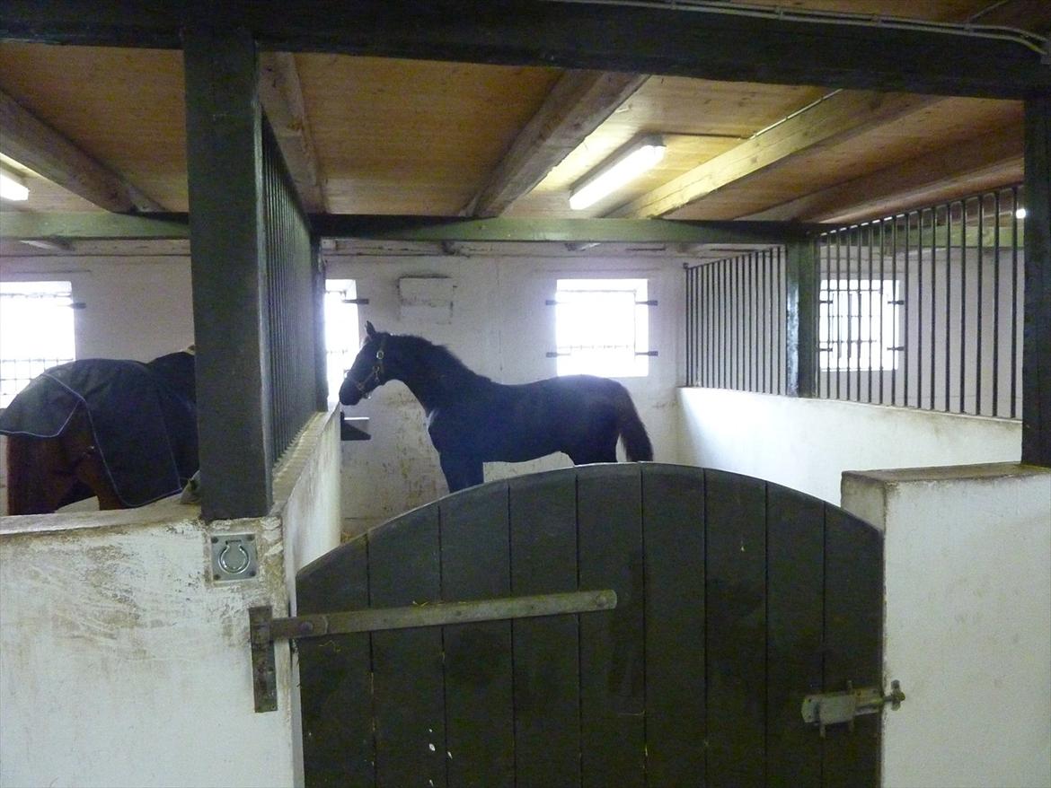 Oldenborg Bjerregravs Bogart *solgt* - Knap 6 mdr og lige flyttet fra mor billede 8