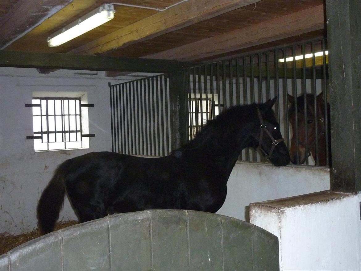 Oldenborg Bjerregravs Bogart *solgt* - Hov, der var også en på den anden side... billede 9