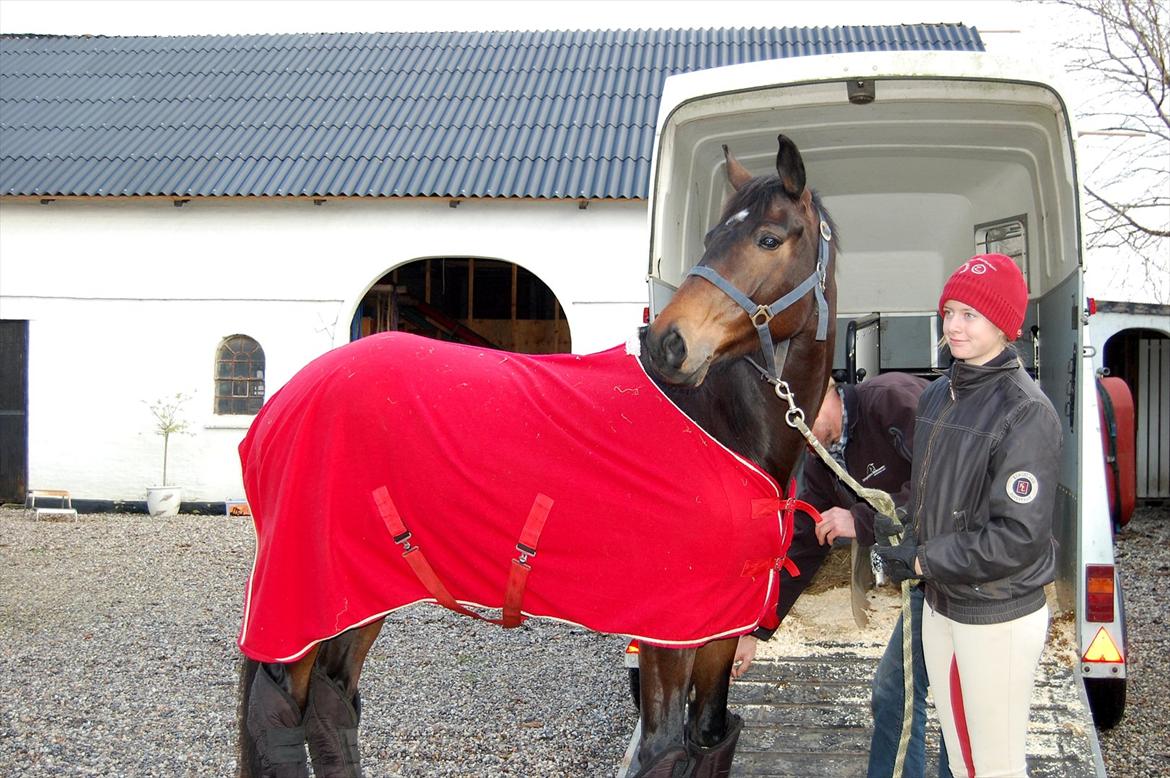 Trakehner Turned Up At Noon - Lige ankommet til sit nye hjem :D (d. 26/11 11) billede 14