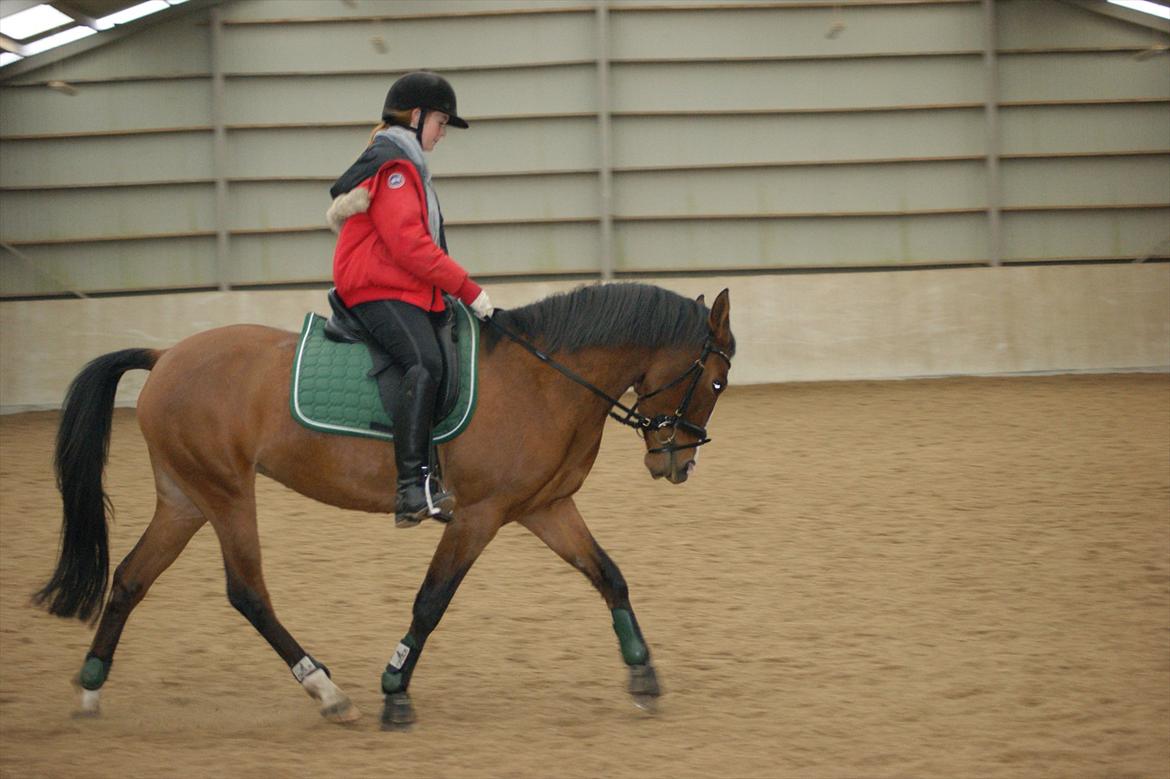 DSP Moonjam´s Princess billede 15