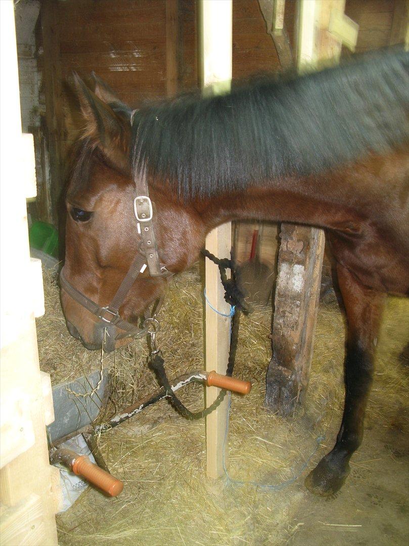 Traver Now Victory (gl. part) billede 2