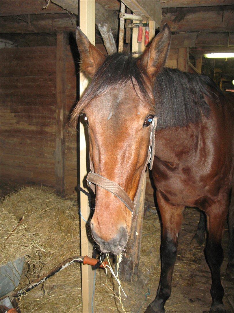 Traver Now Victory (gl. part) billede 3