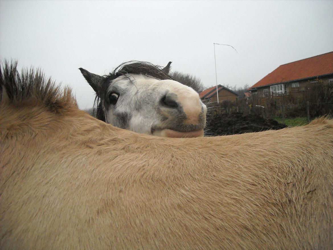 Welsh Mountain (sec A) Gribsvads Nicole [Tidl. Passer] - Skøre pony xD
Jeg snakkede til hende og så skulle hun da lige ligge sit hoved på Bassen :P billede 3