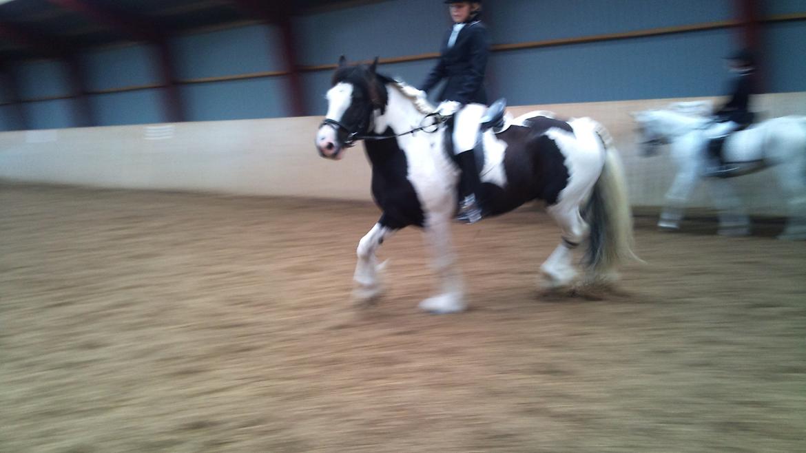Irish Cob Ohara`s Spirit. billede 11