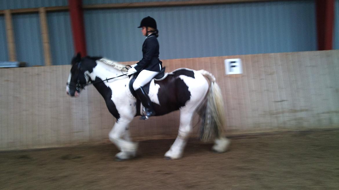 Irish Cob Ohara`s Spirit. billede 12