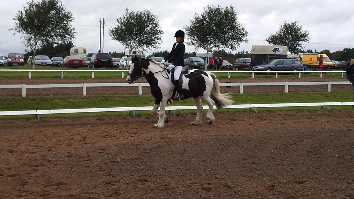 Irish Cob Ohara`s Spirit. billede 13