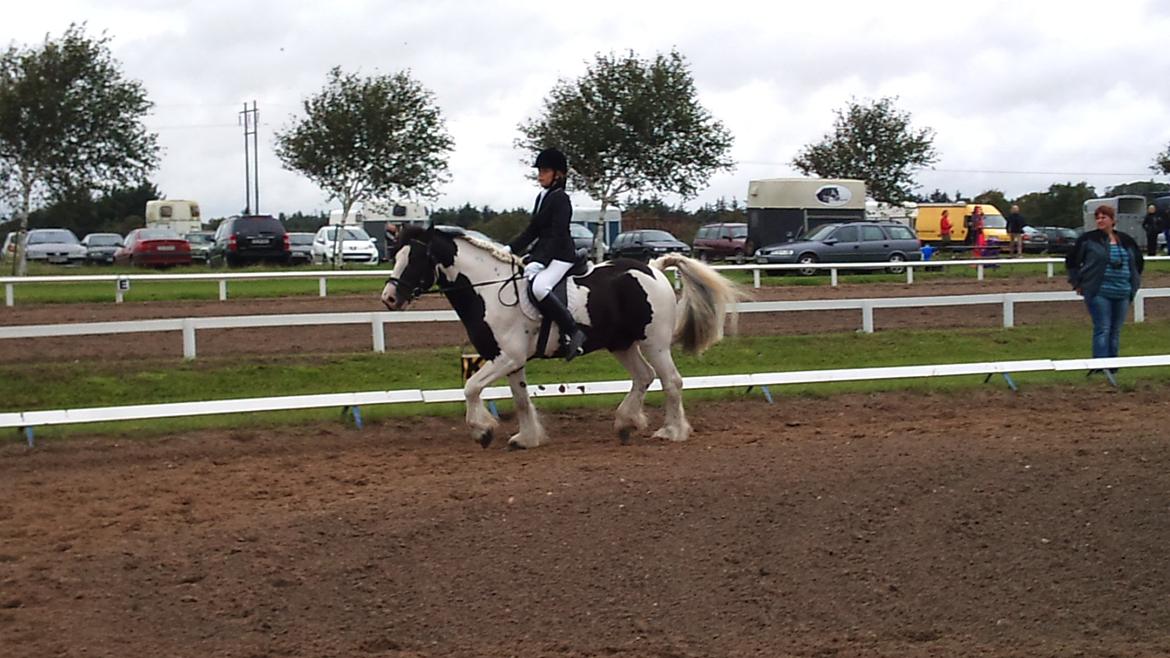 Irish Cob Ohara`s Spirit. billede 14