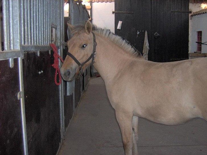 Fjordhest Philipa billede 1