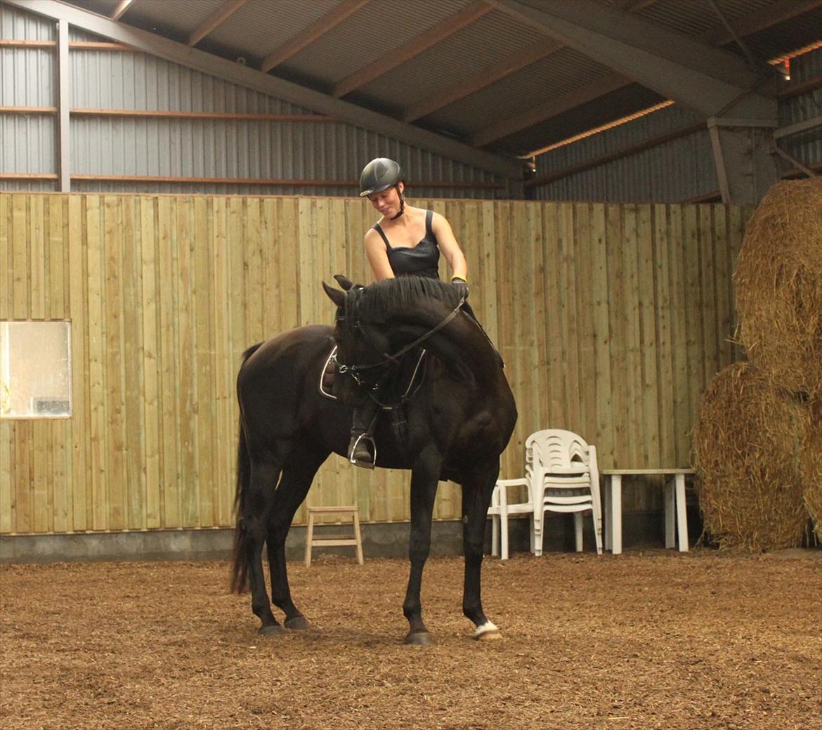 Dansk Varmblod Zoffia billede 3