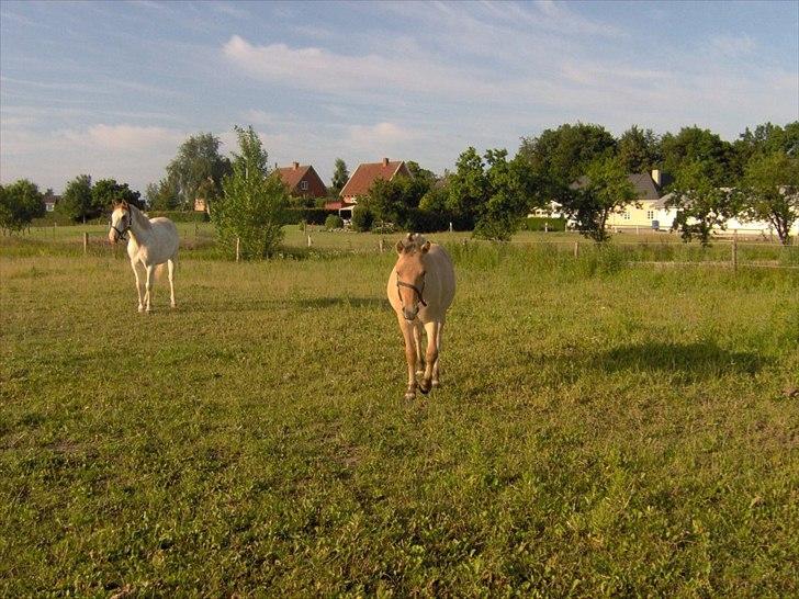Fjordhest Philipa billede 3